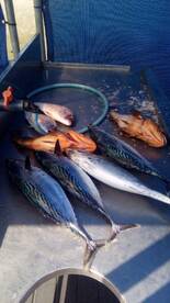 First tunas on the boat for the season