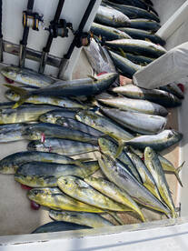 Mixed bag offshore!
