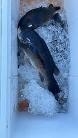 Tog fishing is only getting better