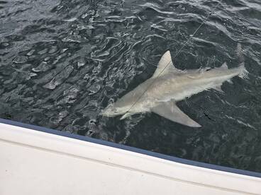 Clearwater Report Photo 1