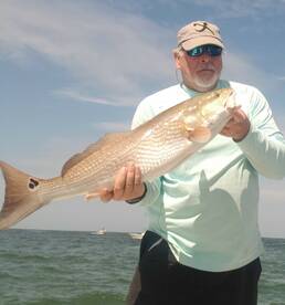 Red Fish - Blue Fish - 1 fish - 2 fish