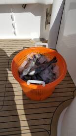 Seabass and porgy galore!  