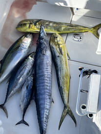 Wahoo  yellowfin tuna skipjack  and dora