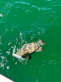 The thief of the reef caught on a handline!