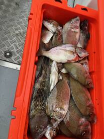 Point Pleasant Report Photo 2