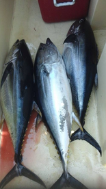 3 back to back yellow fin