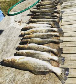 Preseason Trout