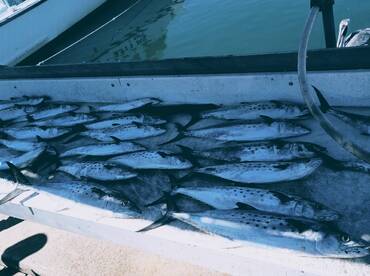 35 nice size Spanish mackerel up to close to 5 lb