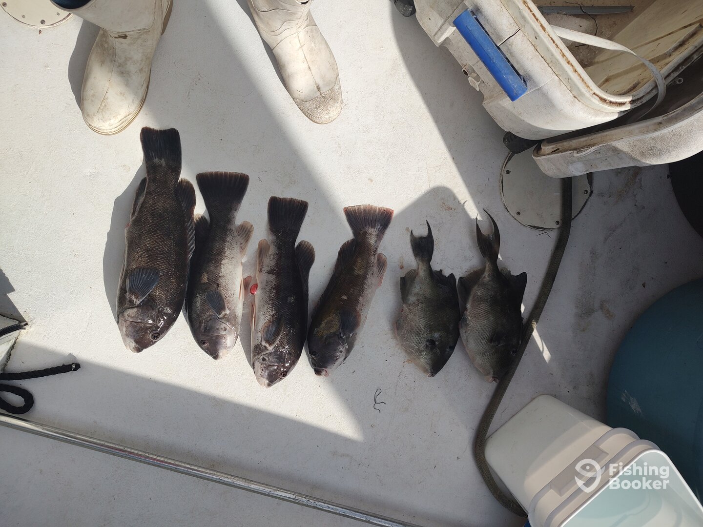 Mastic Report Photo 0