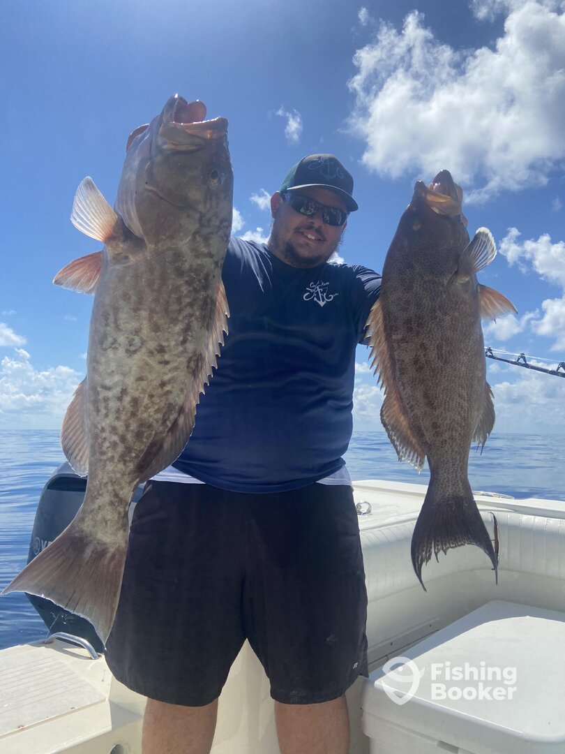 A beautiful gag grouper and Scamp Grouper!