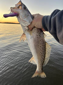 Speckled trout bite is on