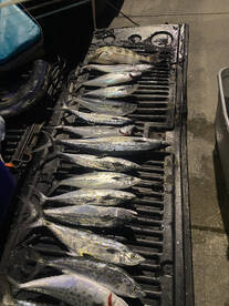 Spanish, Sheaps Head and Kings are thick