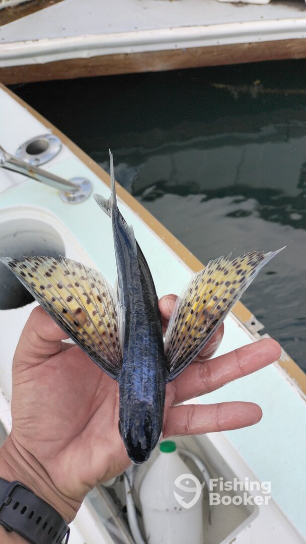Cabo San Lucas Report Photo 0