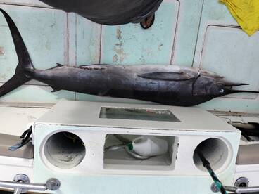 Cabo San Lucas Report Photo 2