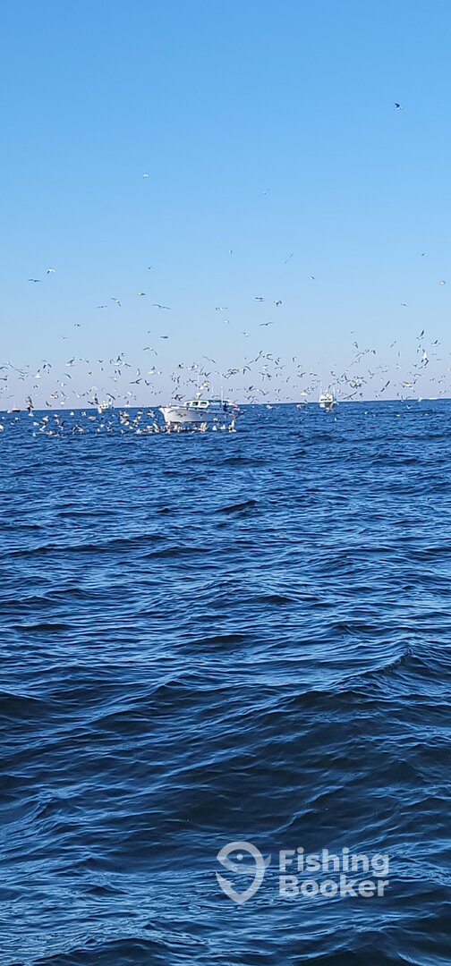 Reedville Report Photo 0