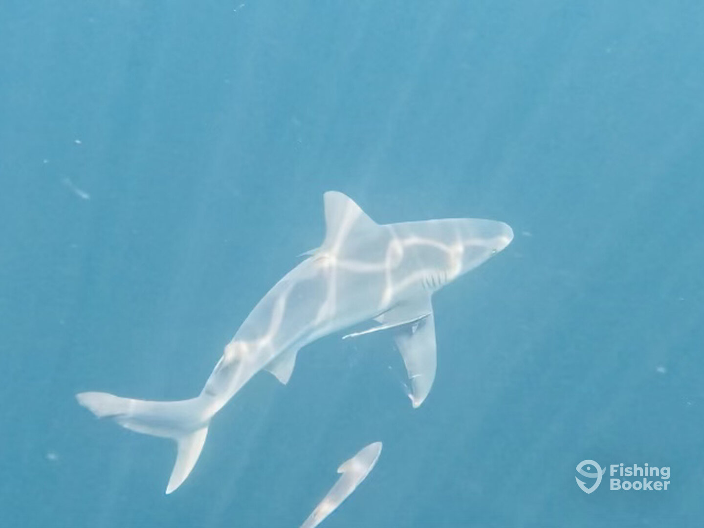 Shark