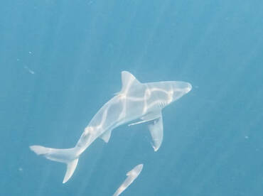 Grayt fishing with a lot of cool stuff t