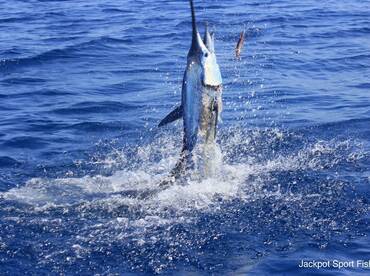 Quepos Report Photo 2