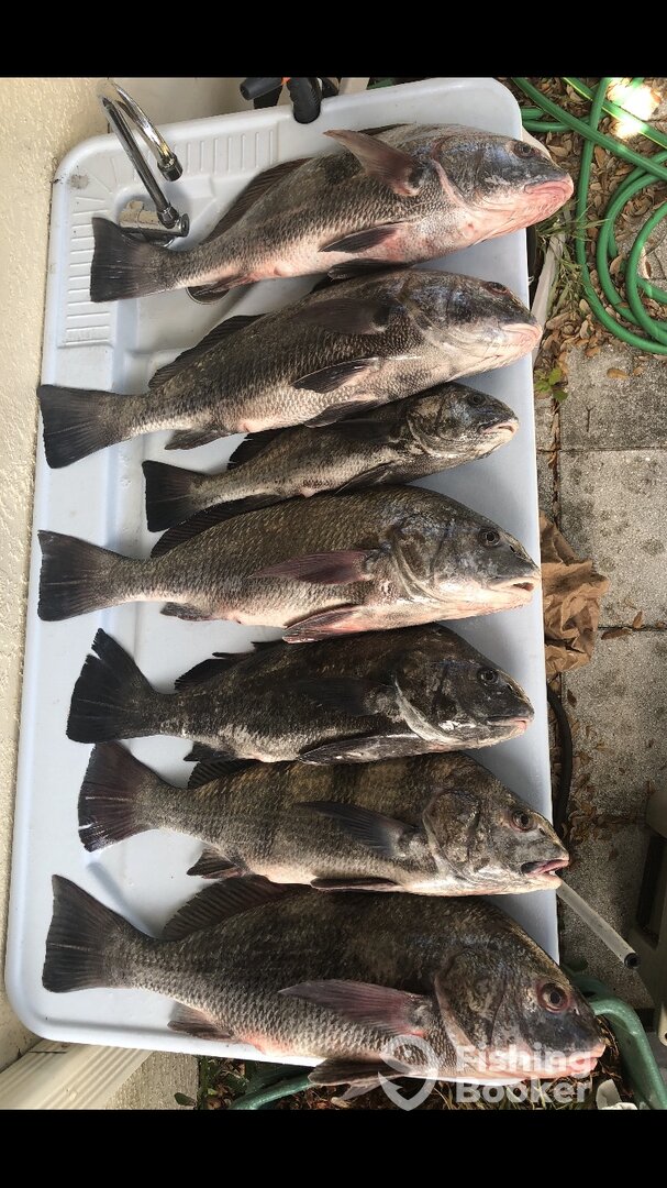 Port Orange Report Photo 0