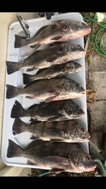 The redfish bite has been off the charts