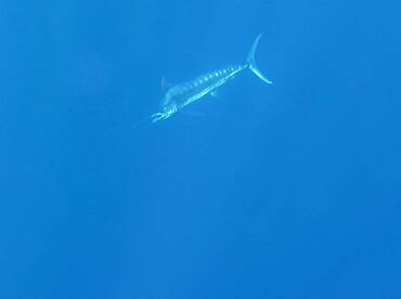 Le Morne Report Photo 2