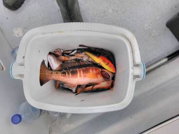 Great morning fishing in the Azores