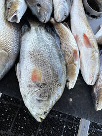 Lake Charles Report Photo 2