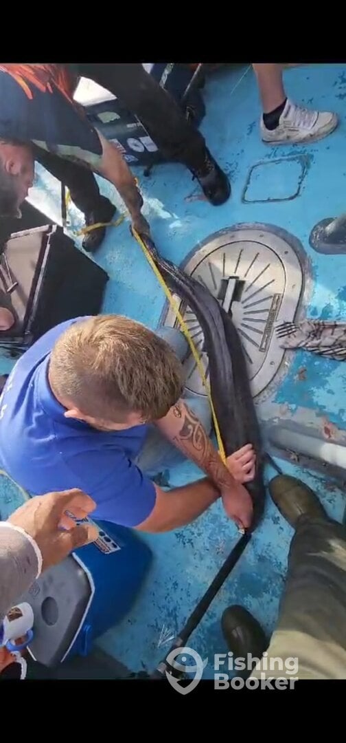 Measuring a conger