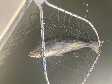 Barnegat Light Report Photo 2