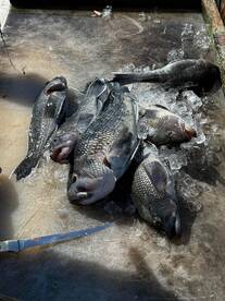 Striper season is here