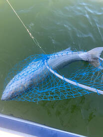 Barnegat Light Report Photo 1