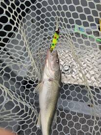 Afternoon walleye 