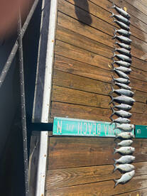 Carolina Beach Report Photo 2