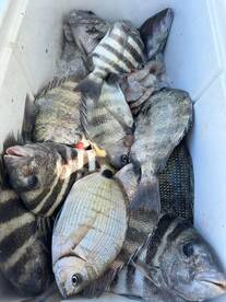 Sheep head fishing