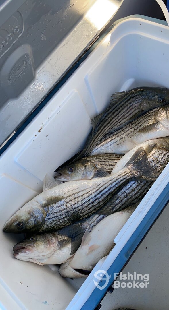 Reedville Report Photo 0