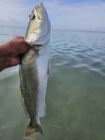 TROUT FISHING