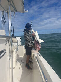 Shark eat shark world