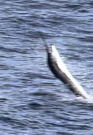 Ultra Grand Slam deep sea sport fishing