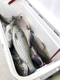 Moncks Corner Report Photo 2