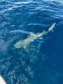 Dania Beach Report Photo 1