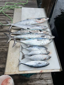 Cooler weather has heated up fishing
