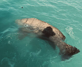 Islamorada Report Photo 2