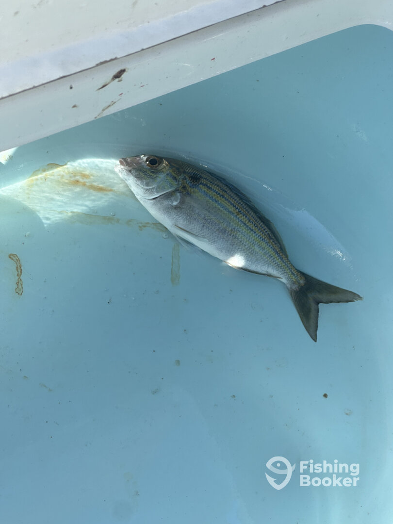 Carolina Beach Report Photo 0
