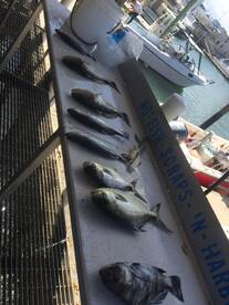 Take home fish.