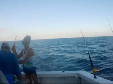 Sailfish are running!!!