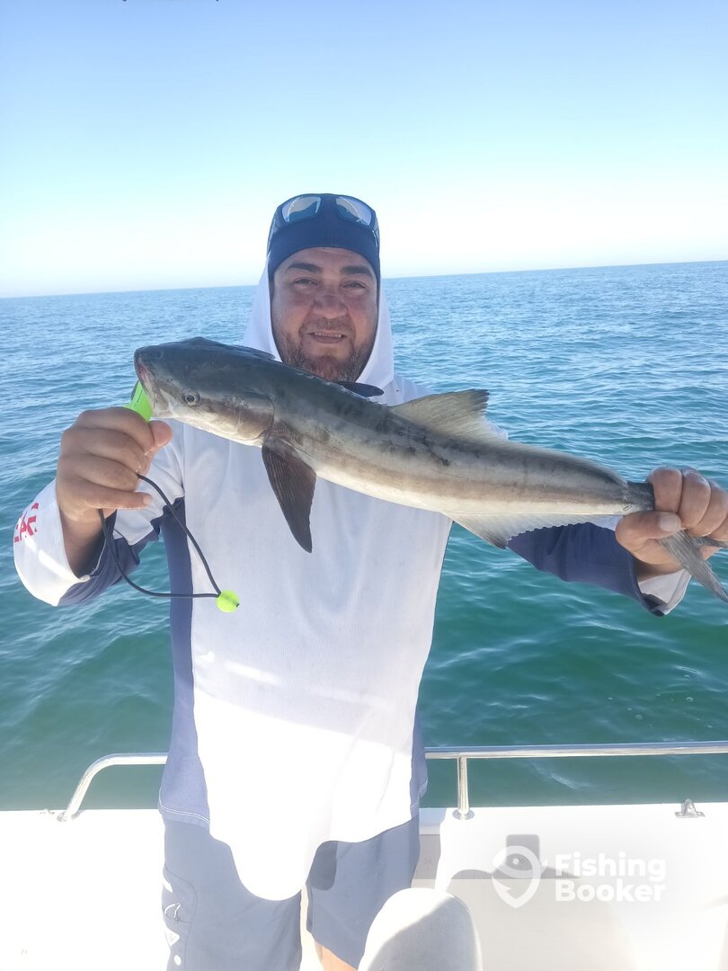 Tarpon Springs Report Photo 0