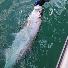 Tarpon Tango