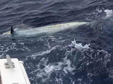 Sydney Report Photo 1