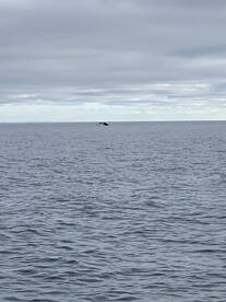 Nanaimo Report Photo 2