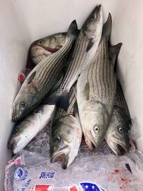Stripers still going strong